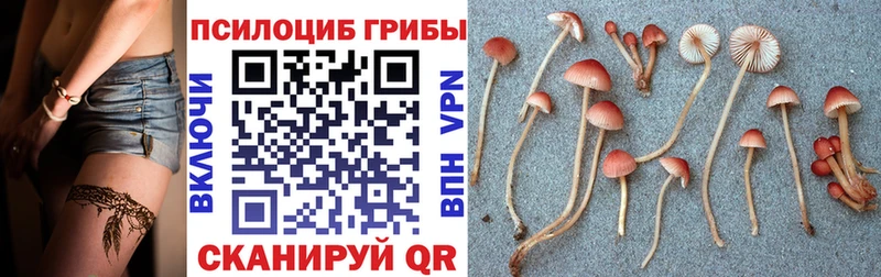 Псилоцибиновые грибы мухоморы  дарнет шоп  mega онион  Волхов 